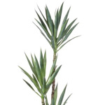 Copac artificial Yucca Wild x3 - 150 cm
