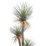 Copac artificial Yucca Wild x3 - 180 cm