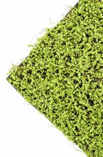 Covor artificial Soleirolia verde deschis - 50x50 cm