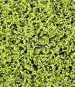 Covor artificial Soleirolia verde deschis - 50x50 cm