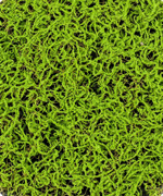 Covor iarba artificiala verde deschis - 50x50 cm
