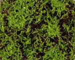 Covor muschi si iarba artificiala verde - 50 cm