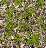 Covor muschi artificiala verde/gri - 50x50 cm