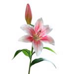 Crin artificial roz-crem - 50 cm