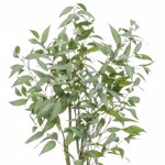 Eucalipt artificial decorativ Globulus in ghiveci - 150 cm