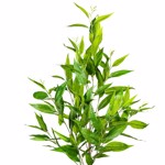 Eucalipt artificial Parvifolia in ghiveci - 95 cm