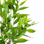 Eucalipt artificial Parvifolia in ghiveci - 95 cm