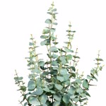 Eucalipt artificial Silver in ghiveci - 80 cm