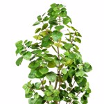 Eucalipt artificial verde in ghiveci - 120 cm