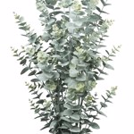 Eucalipt artificial verde pudrat in ghiveci - 95 cm