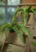 Feriga artificiala decorativa - 50 cm