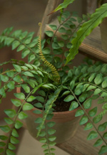 Feriga artificiala decorativa - 50 cm