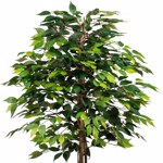 Ficus artificial Benjamina cu trunchi natural - 120 cm