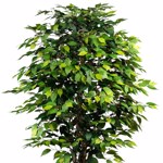 Ficus artificial Benjamina cu trunchi natural - 150 cm
