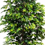 Ficus artificial Benjamina cu trunchi natural - 150 cm