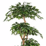 Ficus artificial Benjamina cu trunchi natural - 170 cm