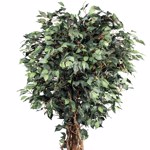 Ficus artificial Benjamina cu trunchi natural - 180 cm