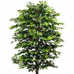 Ficus artificial Benjamina cu trunchi natural - 210 cm