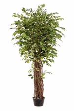 Ficus artificial Benjamina Liana Deluxe - 205 cm 