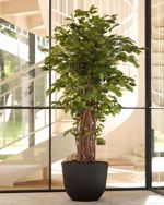 Ficus artificial Benjamina Liana Deluxe - 205 cm 