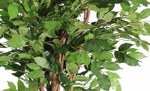 Ficus artificial Benjamina Liana Deluxe - 205 cm 