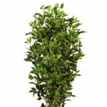 Ficus artificial Benjamina verde cu trunchi natural UV - 150 cm
