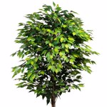 Ficus artificial decorativ Benjamina cu trunchi natural - 180 cm