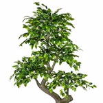 Ficus artificial decorativ Benjamina verde - 170 cm