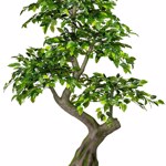 Ficus artificial decorativ Benjamina verde - 170 cm