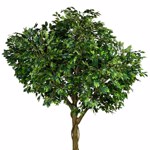 Ficus artificial decorativ Benjamina verde - 300 cm