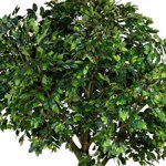 Ficus artificial decorativ Benjamina verde - 300 cm