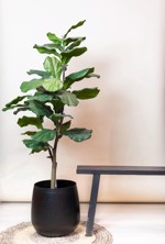 Ficus artificial Lyrata in ghiveci - 120 cm