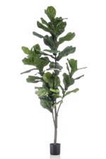 Ficus artificial Lyrata in ghiveci - 150 cm