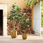 Ficus artificial Lyrata in ghiveci - 150 cm