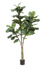 Ficus artificial Lyrata in ghiveci - 180 cm