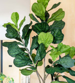 Ficus artificial Lyrata in ghiveci - 180 cm