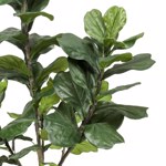 Ficus artificial Lyrata in ghiveci - 180 cm