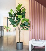 Ficus artificial Lyrata in ghiveci - 180 cm