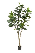 Ficus artificial Lyrata in ghiveci - 210 cm