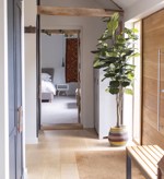 Ficus artificial Lyrata in ghiveci - 210 cm