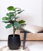Ficus artificial Lyrata in ghiveci - 90 cm