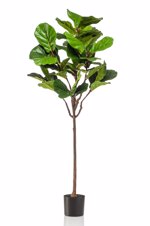 Ficus artificial Lyrata in ghiveci negru din plastic - 155 cm