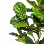 Ficus artificial Lyrata in ghiveci negru din plastic - 155 cm