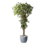 Ficus artificial Retusa cu trunchi natural - 220 cm
