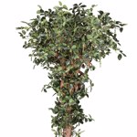 Ficus artificial Retusa cu trunchi natural - 220 cm