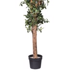 Ficus artificial Retusa cu trunchi natural - 220 cm