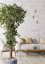 Ficus artificial Retusa cu trunchi natural - 220 cm