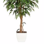 Ficus artificial Weeping cu trunchi natural in ghiveci - 180 cm