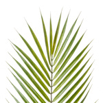 Frunza artificiala de palmier Chamaedorea verde - 75 cm