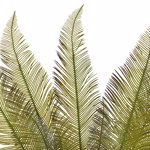 Set x6 frunze artificiale de feriga verde deschis - 60 cm